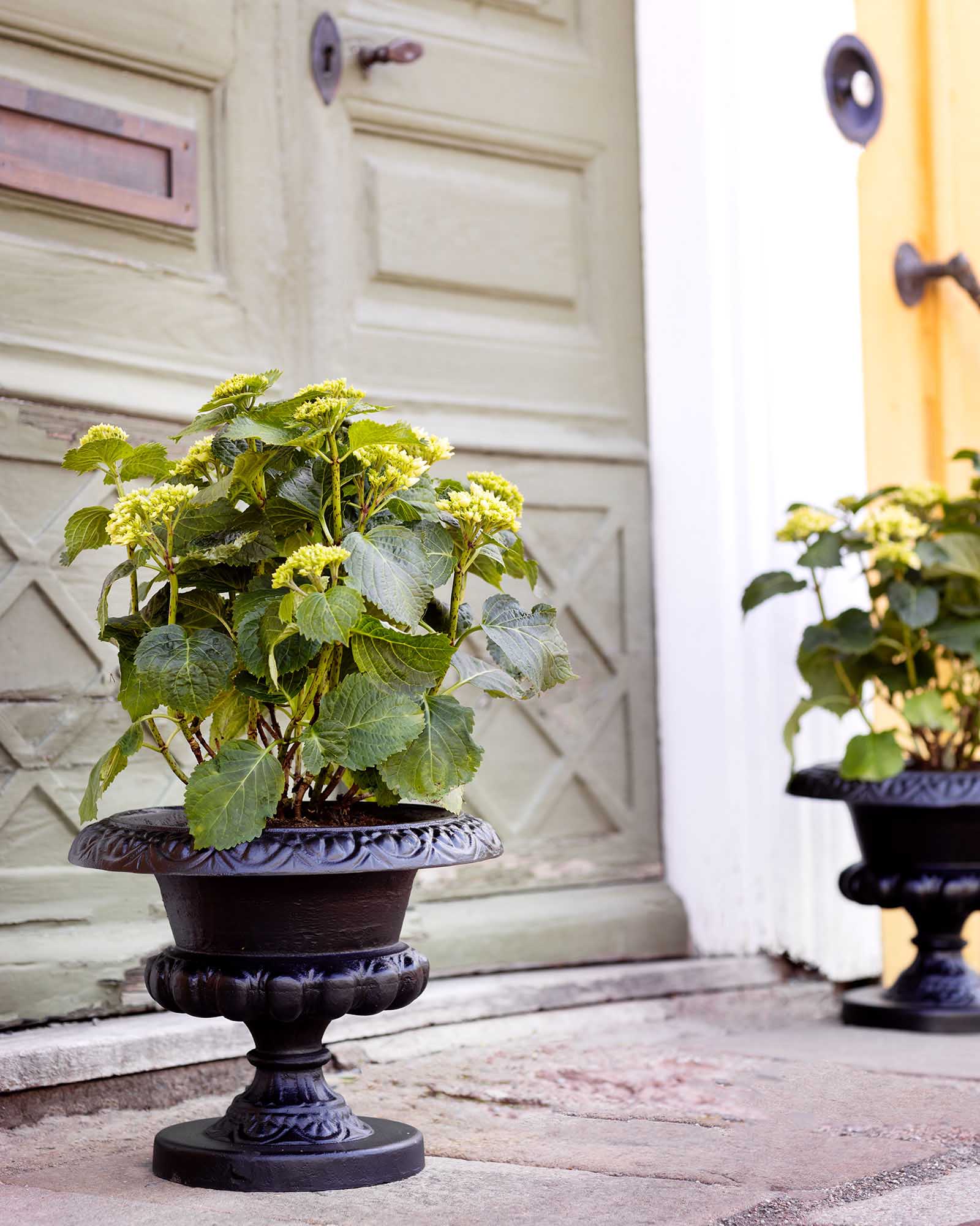 Cast Iron Urn - Arild image
