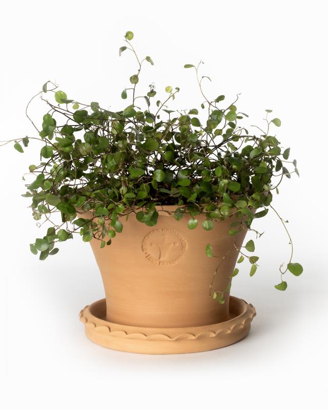 Kruka Sturehof - Liljencrantz 20 cm image